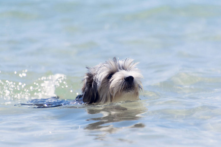 Biewer 约克猎犬狗狗在清澈的大海中畅游