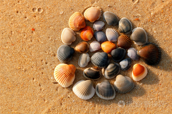 五颜六色的贝壳在阿拉伯海