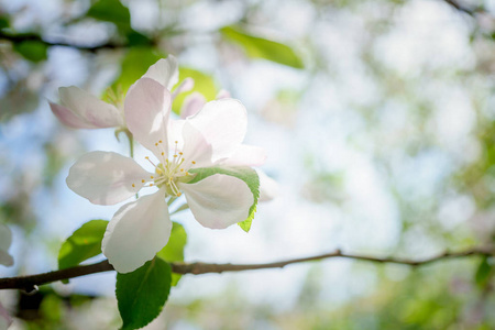 苹果树花盛开在阳光明媚的花园里。背景是一个苹果园, 非常接近和选择性的重点