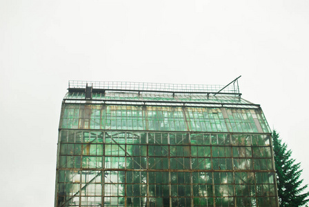 温室窗户和绿色植物