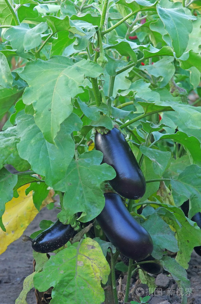 茄子照片-正版商用图片0531xg-摄图新视界