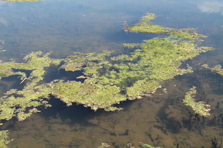 夏季生长的绿色池塘藻类