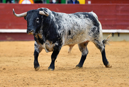 公牛在西班牙在奇观传统图片
