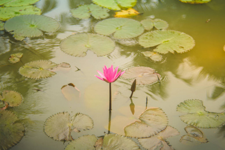 粉红色的莲花是由深蓝色的水表面丰富的颜色赞美。.在泰国曼谷