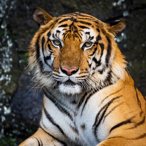 老虎感兴趣地看着我的相机。野生危险动物在自然栖所, 在泰国