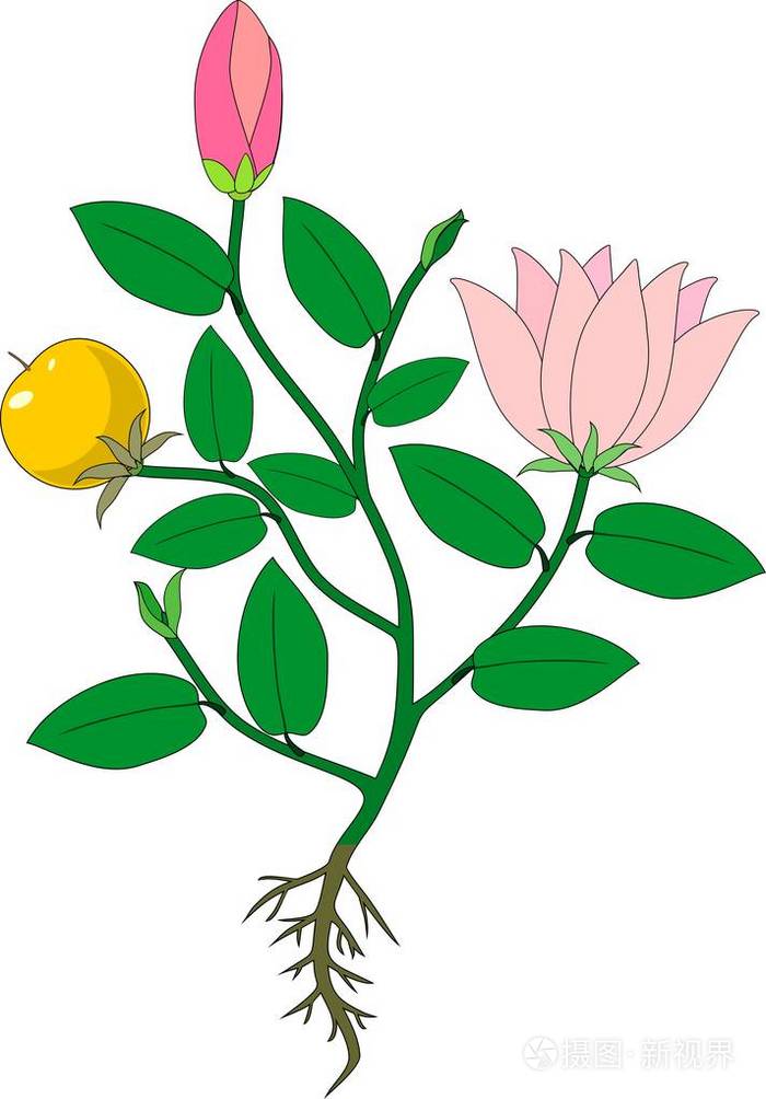 植物与粉红色的花朵绿叶水果和根系系统