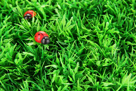在绿色草地上的瓢虫