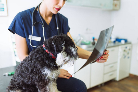 兽医站在狗旁边, 看着狗的 x 射线图像