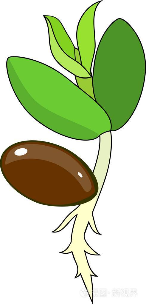 白色背景种子和绿叶幼苗