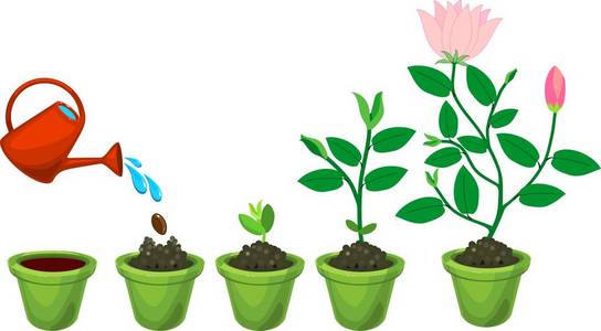 跑到种子从种子到开花植物的植物生长阶段照片