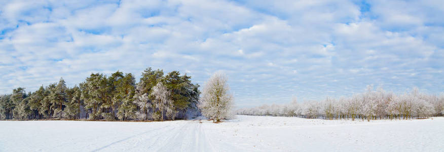冬季森林。霜在树
