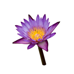 紫莲花白隔离