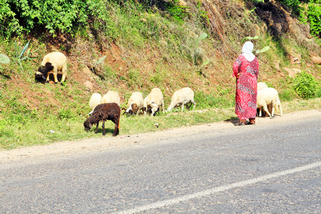 女人牧人放牧绵羊