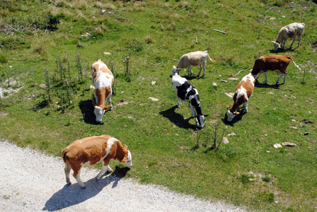 白色和棕色母牛在绿草的草地