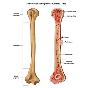 长骨的结构。肱骨。管