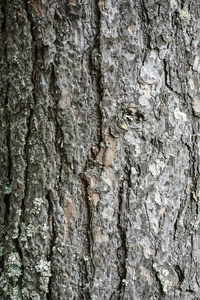 树树皮的纹理