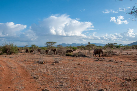 非洲大象, 非洲象属基利坎贝尔, 国家公园, 肯尼亚, 非洲, Proboscidea 秩序, Elephantidae 家庭