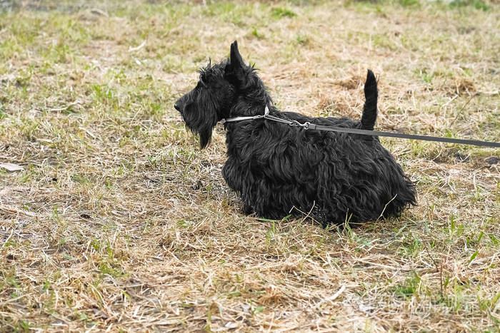 有趣的黑苏格兰猎犬在草丛中跳跃