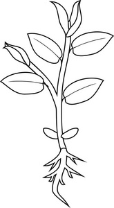 植物画像根茎叶简笔画图片