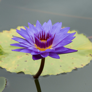 紫莲花池图片