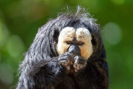 pithecia pithecia 和金黄面孔的清酒, 是新世界的一种品种照片