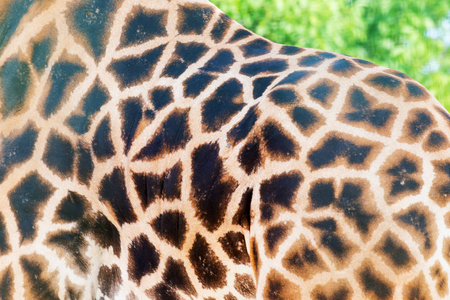与长颈鹿皮肤背景图片