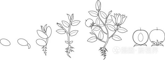 开花植物种子生长阶段的研究插画