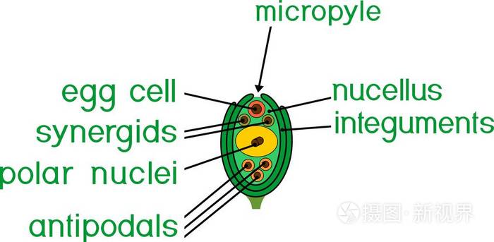 被子植物植物胚珠的雌配子体结构插画 正版商用图片053kxb 摄图新视界