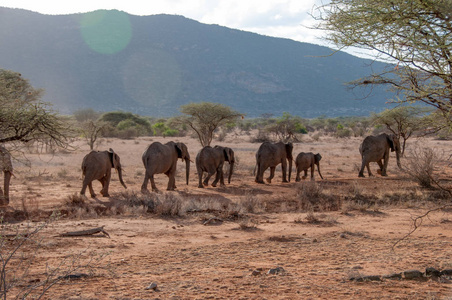 非洲大象, 非洲象属基利坎贝尔, 国家公园, 肯尼亚, 非洲, Proboscidea 秩序, Elephantidae 家庭