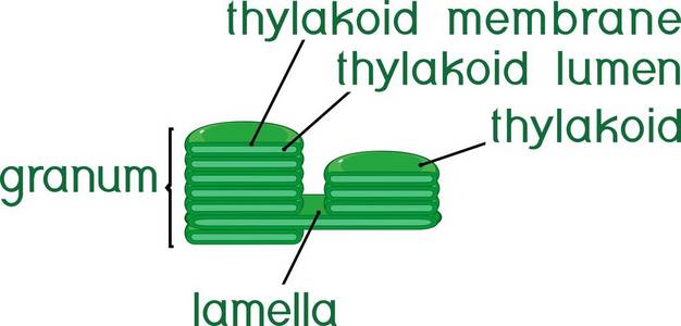 具有标题的叶绿体 granum 结构