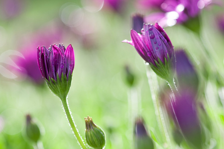 长上浮的紫色和粉色雏菊