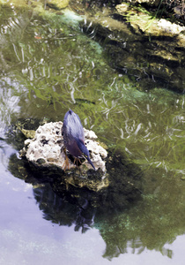 绿色苍鹭 Butorides 绿 在狩猎半岛 de Zapata 国家公园或 Zapata 沼泽, 古巴