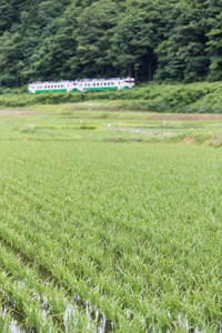 稻田，只见铁路线在夏季在福岛县