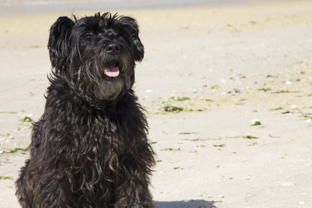 海滩上的黑纳瑞狗
