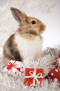 兔子 兔子圣诞