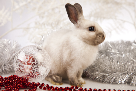 兔子 兔子圣诞