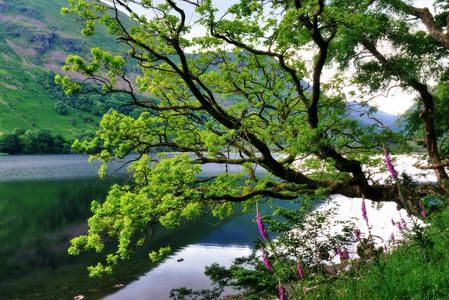 橡树和桐由湖图片