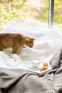 在床上的舒适早餐, 杯咖啡和牛角面包白色和