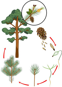 松树的生命周期。从种子到成熟松树的植株生长阶段