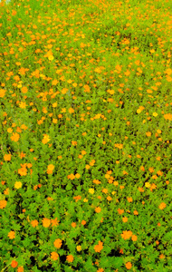 背景图案。花园和黄色的花朵