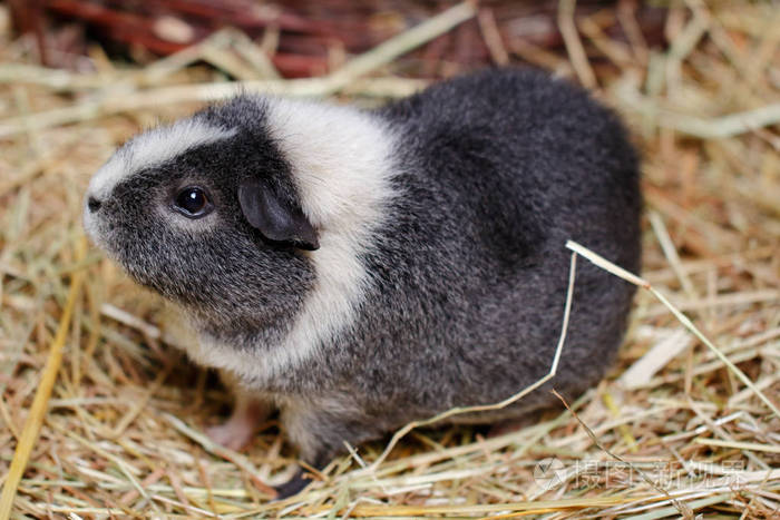 接近白色灰色成年家豚鼠