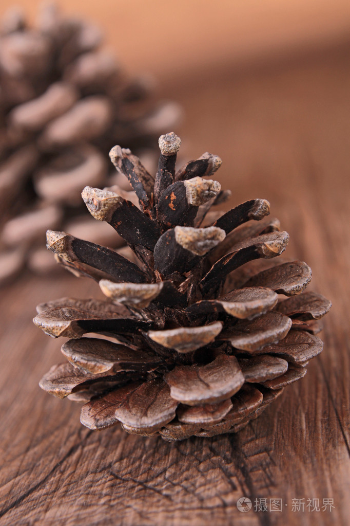 松塔照片-正版商用图片05436w-摄图新视界