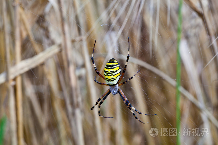 她蛛网的黄色黑蜘蛛照片 正版商用图片0543e2 摄图新视界