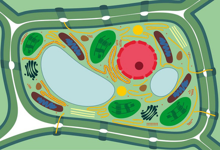不同细胞器的植物体细胞结构