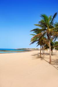 群礁兰萨罗特岛普拉亚雷杜克托海滩棕榈树
