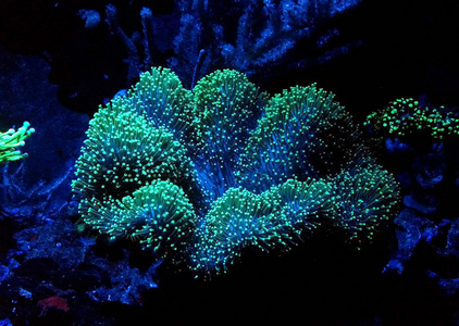 绿菌菇皮珊瑚石藻菌