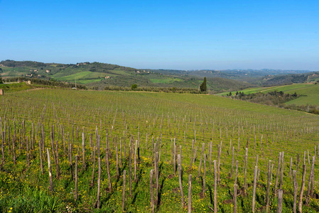 意大利托斯卡纳地区葡萄园和橄榄树的乡村和葡萄藤排的全景图