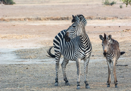 在非洲的津巴布韦, 南非大草原的斑马