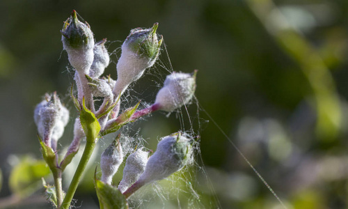 玫瑰寄生虫图片