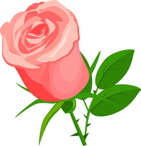 粉红色的玫瑰花与绿叶
